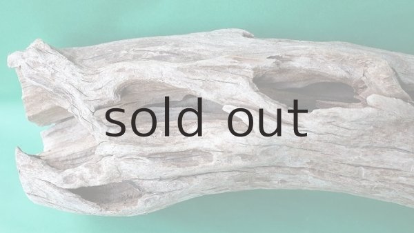 画像8: 幹流木 (8)