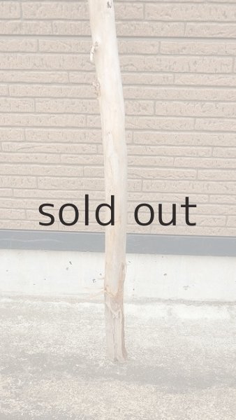 画像2: 棒流木・長尺 (2)