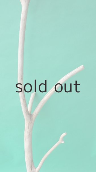 画像3: 幹流木 (3)