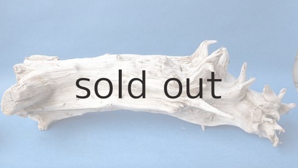 画像5: 変形流木 (5)