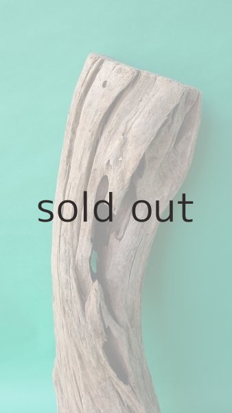 画像3: 幹流木 (3)