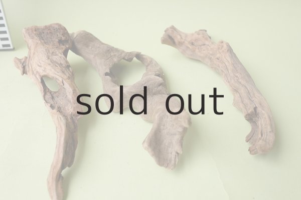 画像6: 変形流木セット (6)