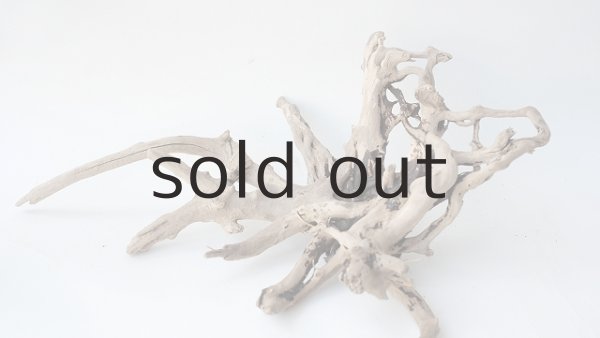 画像5: 流木根 (5)