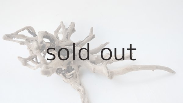 画像4: 流木根 (4)