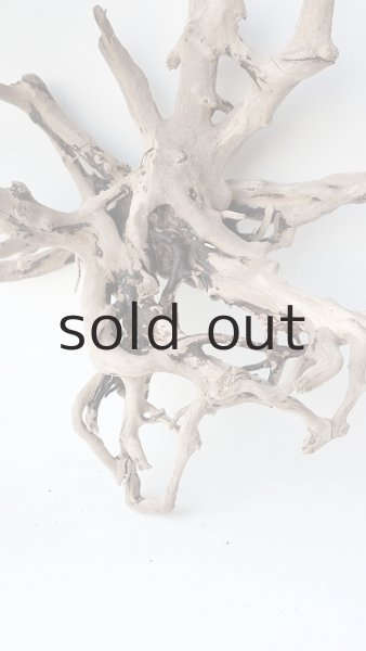 画像3: 流木根 (3)