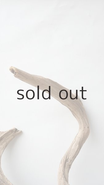 画像5: 変形流木 (5)