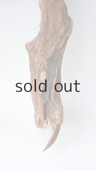 画像2: 変形流木 (2)