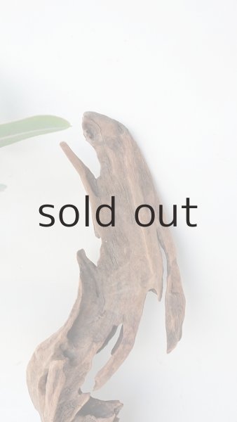 画像3: 変形流木 (3)