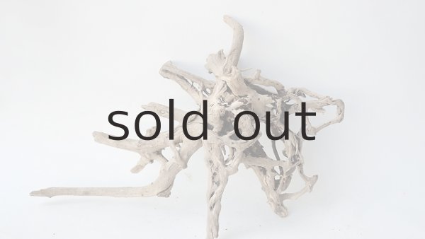 画像6: 流木根 (6)