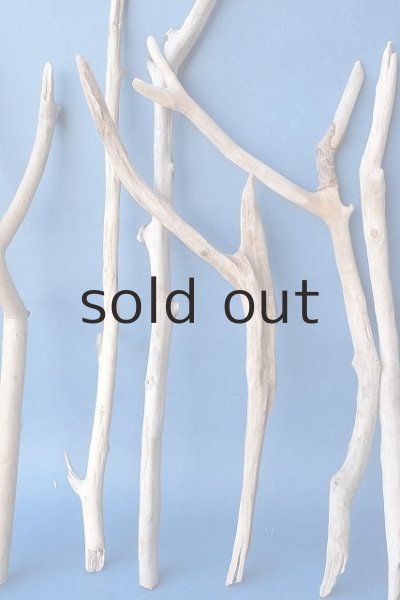 画像3: 小枝流木セット (3)