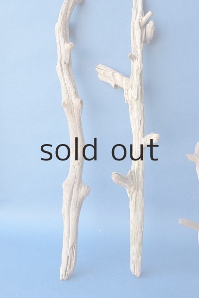 画像4: 小枝流木セット (4)