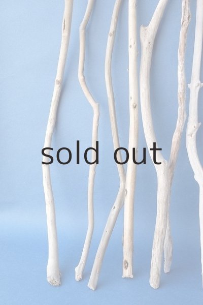 画像2: 小枝流木セット (2)