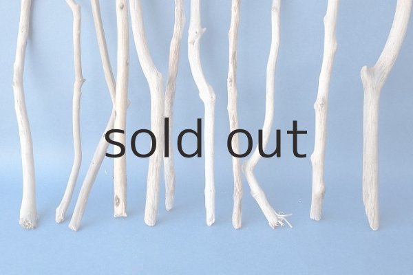 画像5: 小枝流木セット (5)