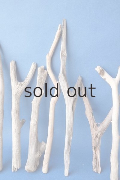 画像4: 小枝流木セット (4)