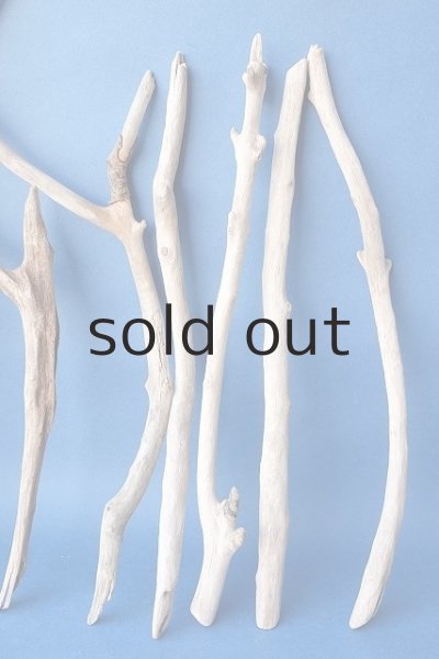 画像4: 小枝流木セット (4)