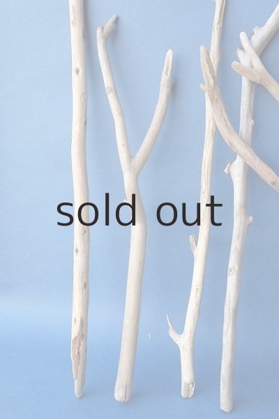 画像2: 小枝流木セット (2)