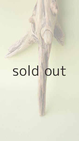 画像2: 変形流木 (2)