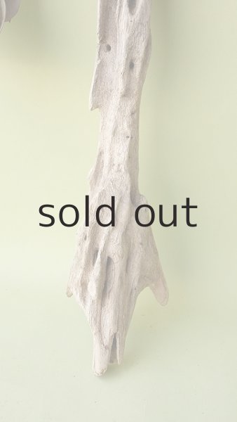 画像2: 変形流木 (2)