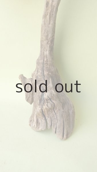 画像2: 変形流木 (2)