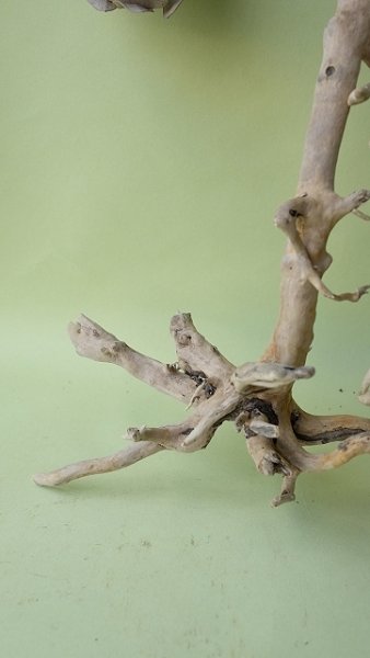 画像6: 流木根セット (6)