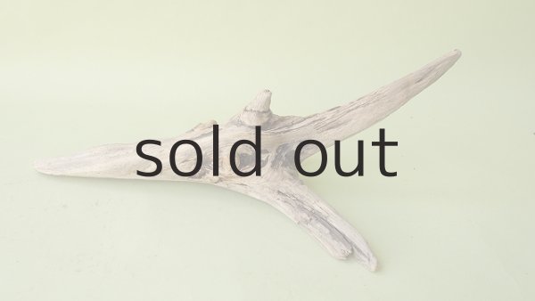 画像6: 変形流木 (6)