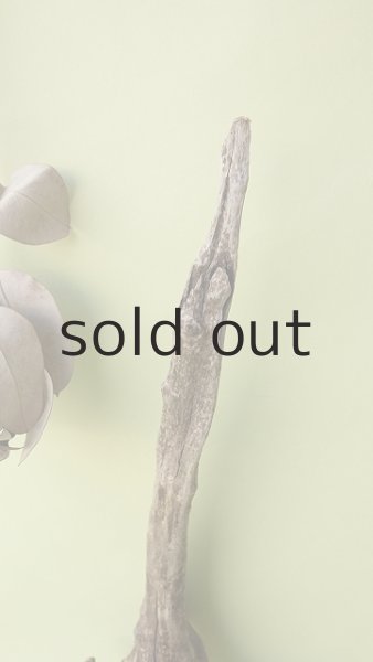 画像3: 変形流木 (3)