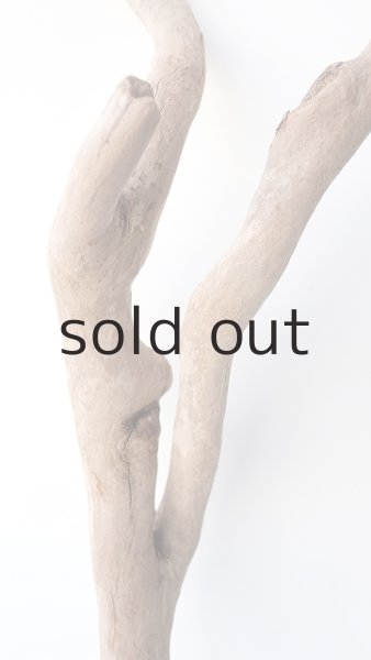 画像3: 枝流木 (3)