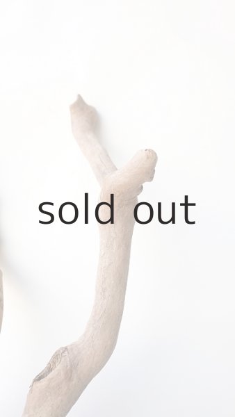 画像4: 枝流木 (4)