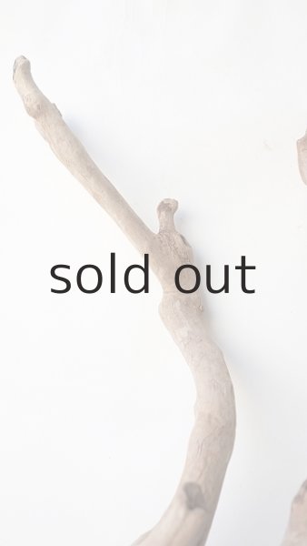 画像5: 枝流木 (5)