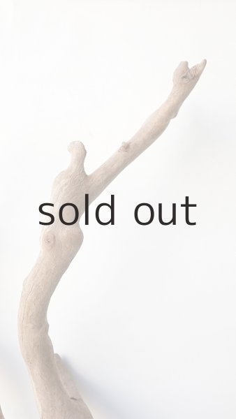 画像7: 枝流木 (7)