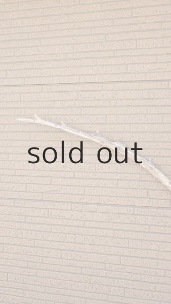 画像5: 棒流木・長尺 (5)