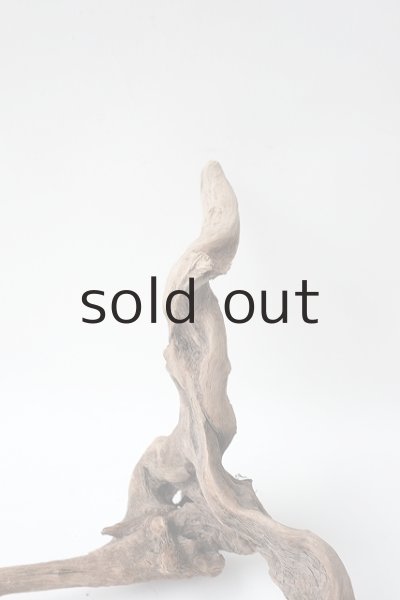 画像4: 流木根 (4)