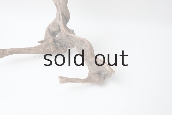 画像2: 流木根 (2)