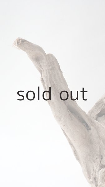 画像4: 変形流木 (4)