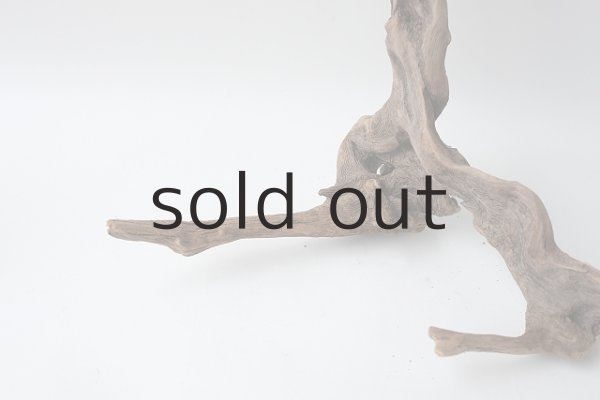 画像3: 流木根 (3)