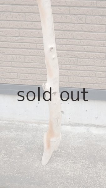 画像2: 幹流木・長尺 (2)