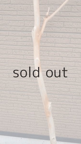 画像3: 幹流木・長尺 (3)