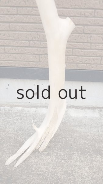 画像6: 幹流木 (6)