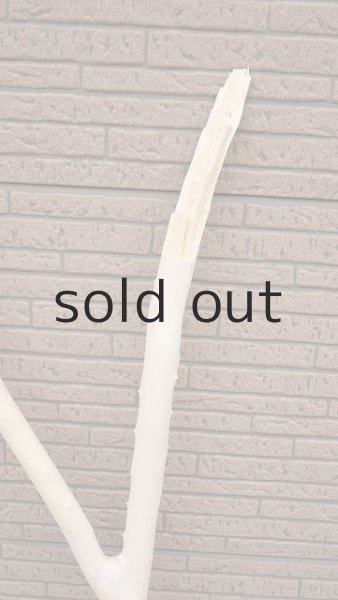 画像7: 幹流木 (7)