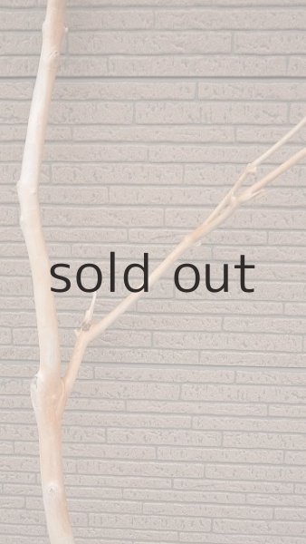 画像7: 幹流木・長尺 (7)