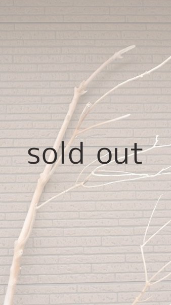 画像5: 幹流木・長尺 (5)