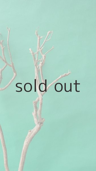 画像3: 枝流木 (3)