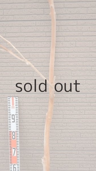 画像9: 幹流木・長尺 (9)