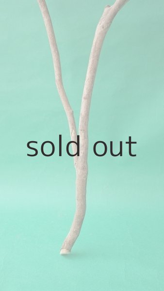 画像2: 枝流木 (2)