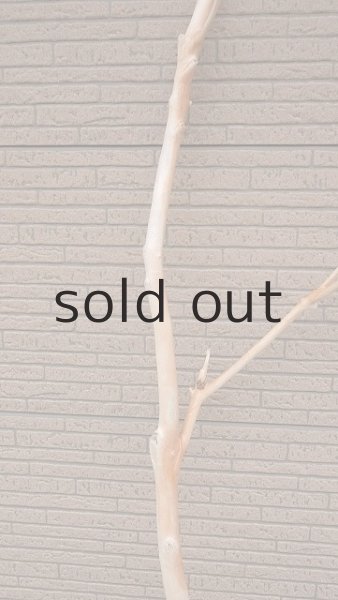 画像4: 幹流木・長尺 (4)