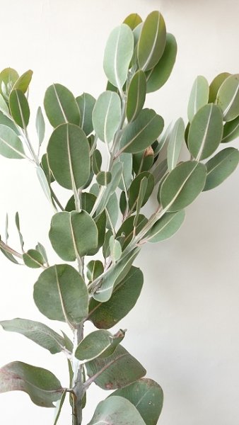 画像5: Dry plants for decor ユーカリ生切り枝（テトラゴナシルバー）タイプ500〜700mm (5)