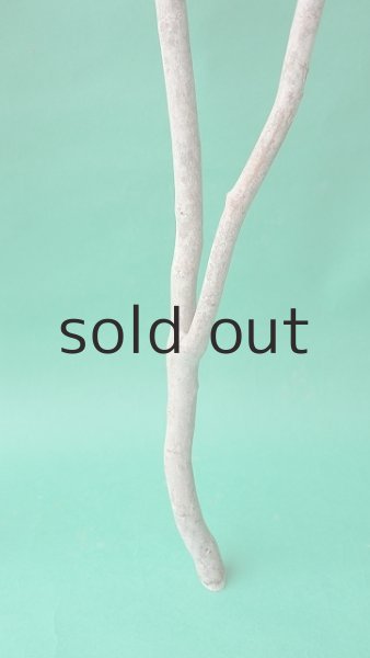 画像5: 枝流木 (5)