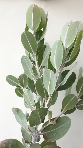 画像4: Dry plants for decor ユーカリ生切り枝（テトラゴナシルバー）タイプ500〜700mm (4)