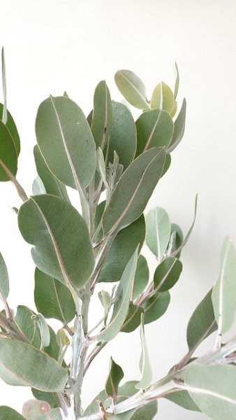 画像6: Dry plants for decor ユーカリ生切り枝（テトラゴナシルバー）タイプ500〜700mm (6)