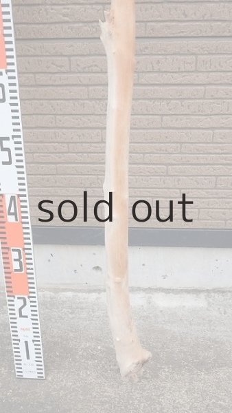 画像8: 幹流木・長尺 (8)